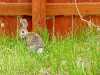 Sasquatch-photos-Bunny1